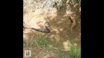 Cầy Mangut  đại chiến Hổ Mang sát thủ | #oagiaitri