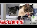 【猫の抜歯手術】手術開始から終了まで☆ICUに居るリキちゃんをおむかえに～抜歯日帰り手術でどれくらい費用がかかるかもお見せします【リキちゃんねる・猫動画】Cat video　キジ白猫のいる暮らし