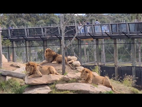 Sydney Zoo Bungarribee - Sydney's Best Attraction