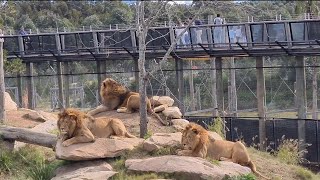 Sydney Zoo Bungarribee  Sydney's Best Attraction