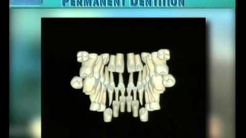 Clip 25: Rotating Overview of Developing Dentition