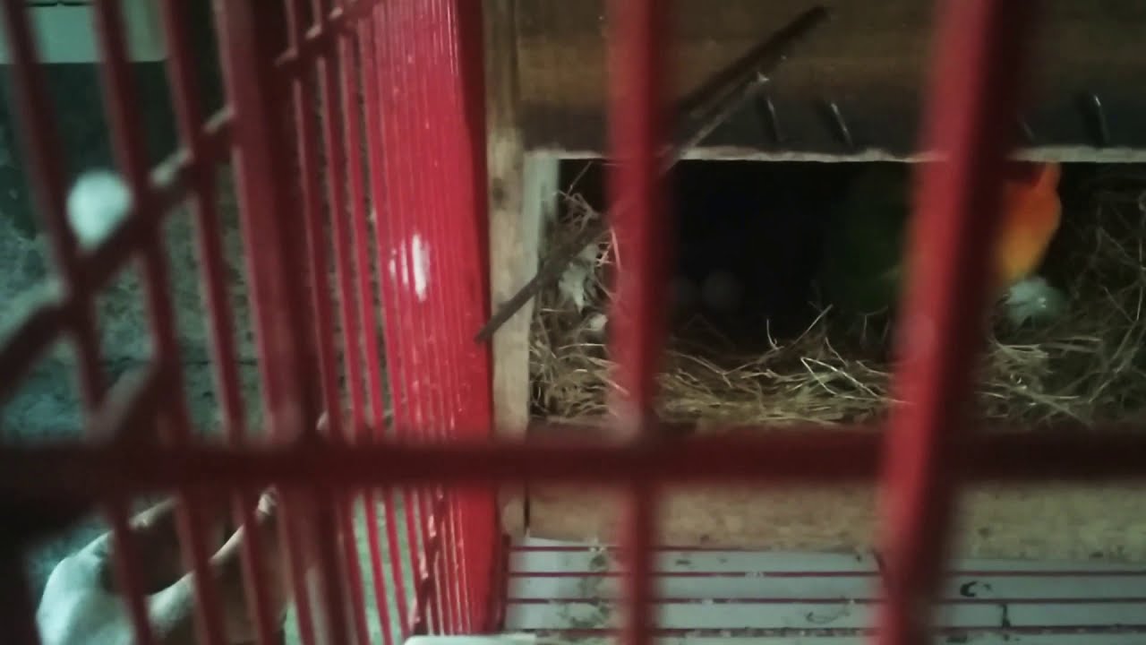 Cara cepat agar burung love bird cepat bertelur 