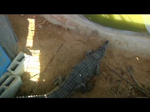 Watch : Un alligator sous la ville