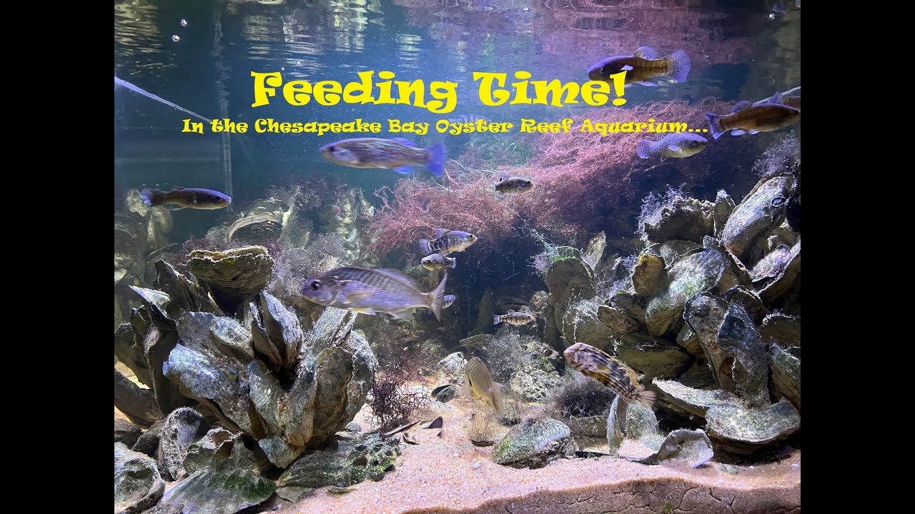 Oyster Reef Aquarium Feeding Time! YouTube