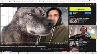 видео: Волк 80 кг картинка: Волк 80 кг