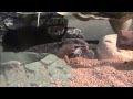 ヒナタヨロイトカゲ達の食事風景 East African Spiny-tailed Lizard Feeding