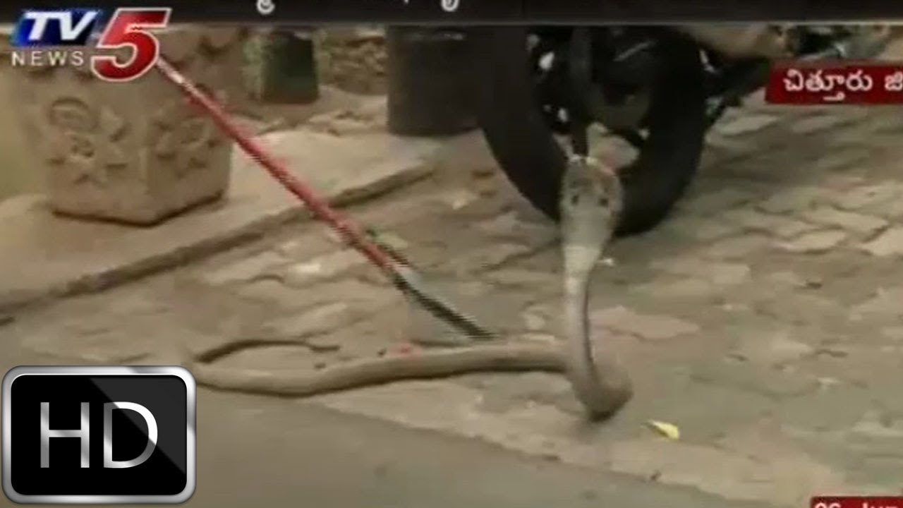 Snake Found In Tirupati Padmavathi Hostel TV5 YouTube