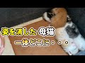 【姿を消した母猫。。。】朝になったら母猫が姿を消していました。