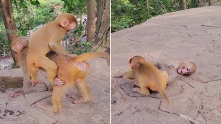 Những chú Khỉ con đang chơi đùa với nhau thật vui vẻ