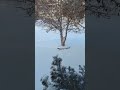 Squirrel playing in snow and speed climbing trees 🐿️ #squirrel #shorts