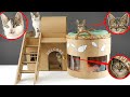 Build a House for 3 HOMELESS Kittens - So happy! 🐈🏠