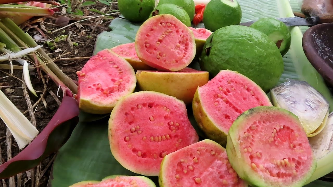 RUJAK TRASI [JAMBU BIJI, BURUS, JANTUNG]|| NGGUTEL - YouTube