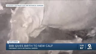 Fiona is a big sister, Bibi gives birth to healthy new baby