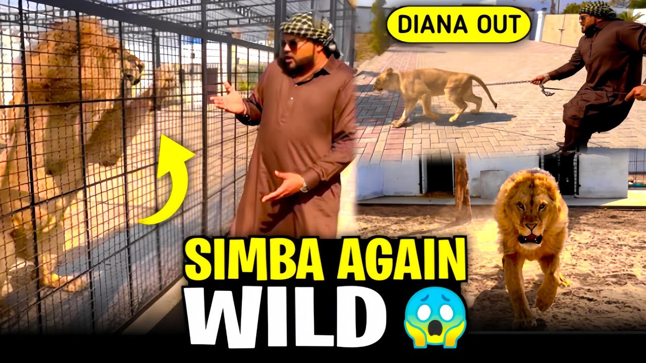 Simba phir say dangerous ho gya😱diana ko alag karna para😳(mian saqib)