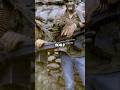 Main Reason Why Navy Seals Wore Jeans in Vietnam