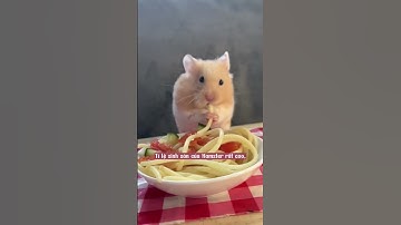 Sự thật thú vị mà bọn Hamster không hề nói cho bạn biết #pets #hamsters