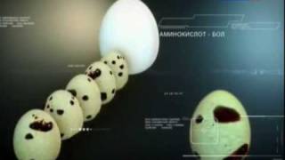Перепелинные яйца - элексир молодости.avi