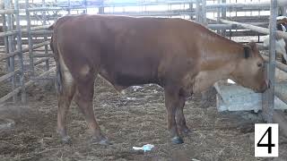 Steer 4 Weight 770 Feeder Calf