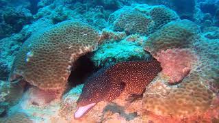 A la découverte de la barrière de corail - Île Maurice