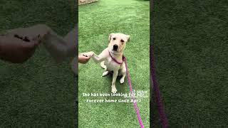 Meet the sweetest girl, Delilah! 🐾 #adopt #labradorretriever #sanantonio