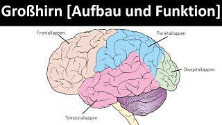 Cerebrum - Structure and organization [frontal lobe, temporal lobe, parietal lobe, occipital lobe]