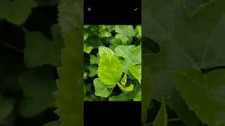 Aleaf: An Android-Based Leaf Recognition System for Phytotherapy using Custom Vision ML screenshot 4