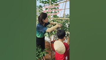 Đơn giản vậy thôi chứ oải bánh chè!!#trongrausanthuong #nhatrangsadec #thuytrangsadec