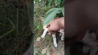 Cute Kittyo On The Side Of The Road