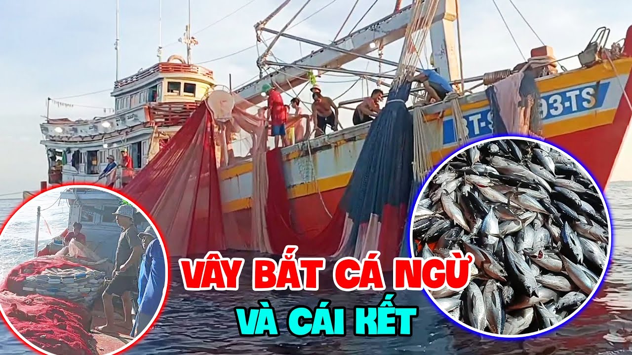 Vây bắt bầy cá ngừ, đầy kịch tính cứ tưởng hụt, ai ngờ...| Ra khơi 2023 - Tập22 | Sóng biển Hứa Đông