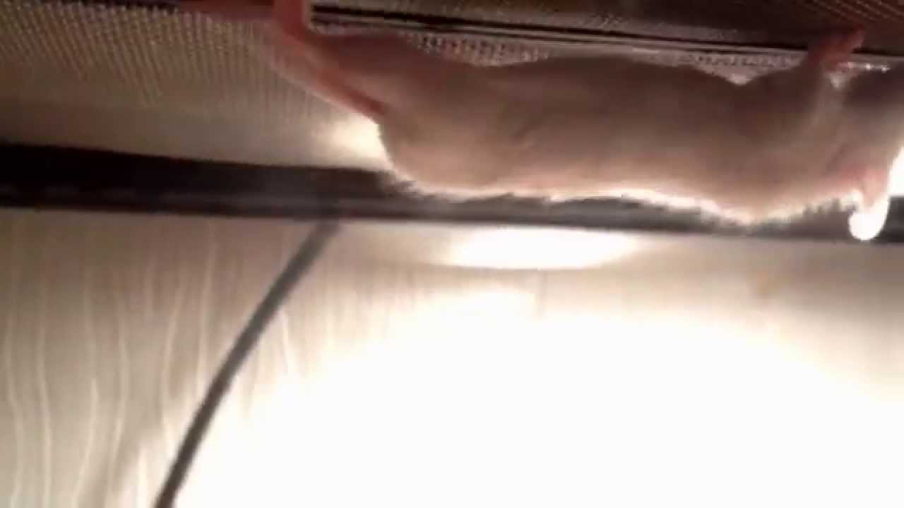 Мышь-паук, Spidermouse