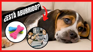 ¿Cómo se entrena a un cachorro para que no se aburra?