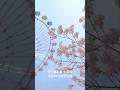 [4/14일 촬영]아직 벚꽃 볼 수 있어! 지금 벚꽃이 만개한 월미도 벚꽃. The cherry blossoms on Wolmido Island.