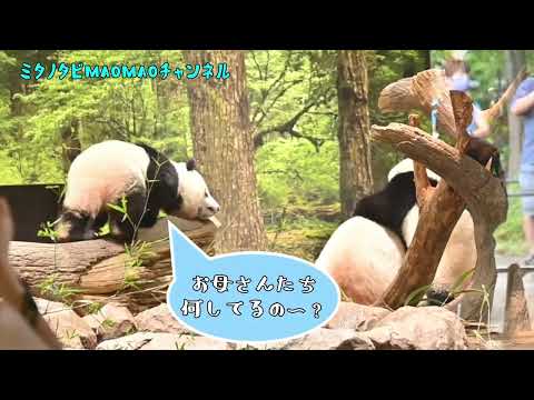 上野動物園シャオシャオとレイレイの日常Part6(Ueno Zoo Xiao Xiao and Lai Lai''s daily life Part6)