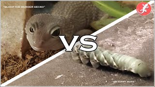 Bloop The Leopard Gecko Tries Hornworms