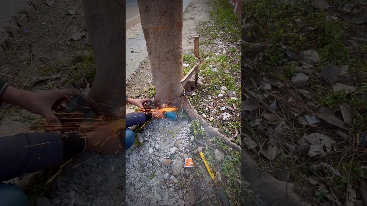 how to save a tree in 2026 / Easy way to save Tree / saving trees idea / best way to save trees