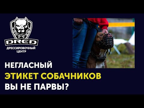 Видео: Этикет собаки-поводыря: 4 запрета на приближение к собакам-поводырям