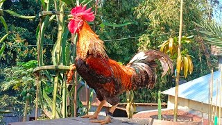 Famous small rooster crowing Net Worth