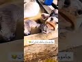 نانسي بتاخد شاور 
