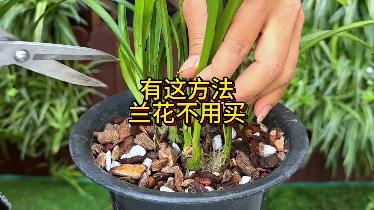 记住这个方法，兰花不用买，多到没地方放- YouTube
