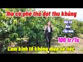 1ha cà phê thả đọt cho thu hoạch mạnh. Không mua mảnh này sẽ tiếc lắm ạ