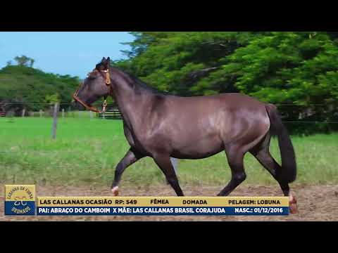 LOTE 05 - LAS CALLANAS OCASIÃO