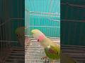 #parrot #talkingparot #birds #nonstoptalkingparrot #funnyshorts #shorts ##viral #viralvideo #shorts
