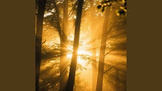 Sweet Golden Light