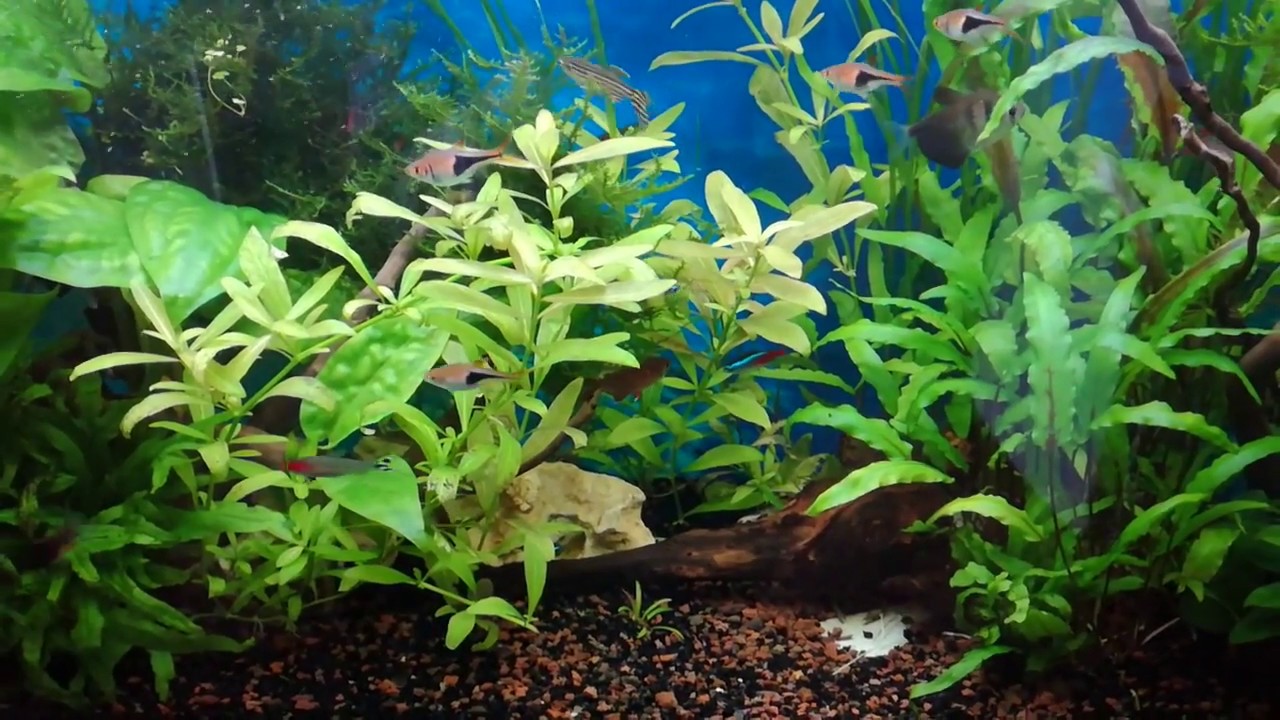 Орнатусы нерестятся