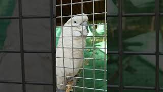 Watching White Cockatoo & Blue And Gold Macaw Parrot At Marine Aqua Zoo Dadar Mumbai INDIA