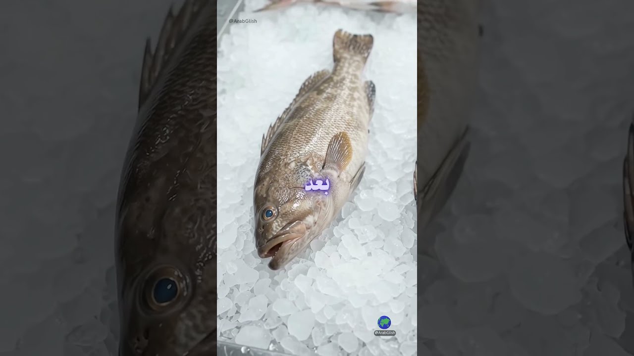 What Does "Zayy" (Like / Similar to)Really Mean in Arabic?🐟✨ما هو اصل كلمة "زي" في اللهجة السعودية ؟