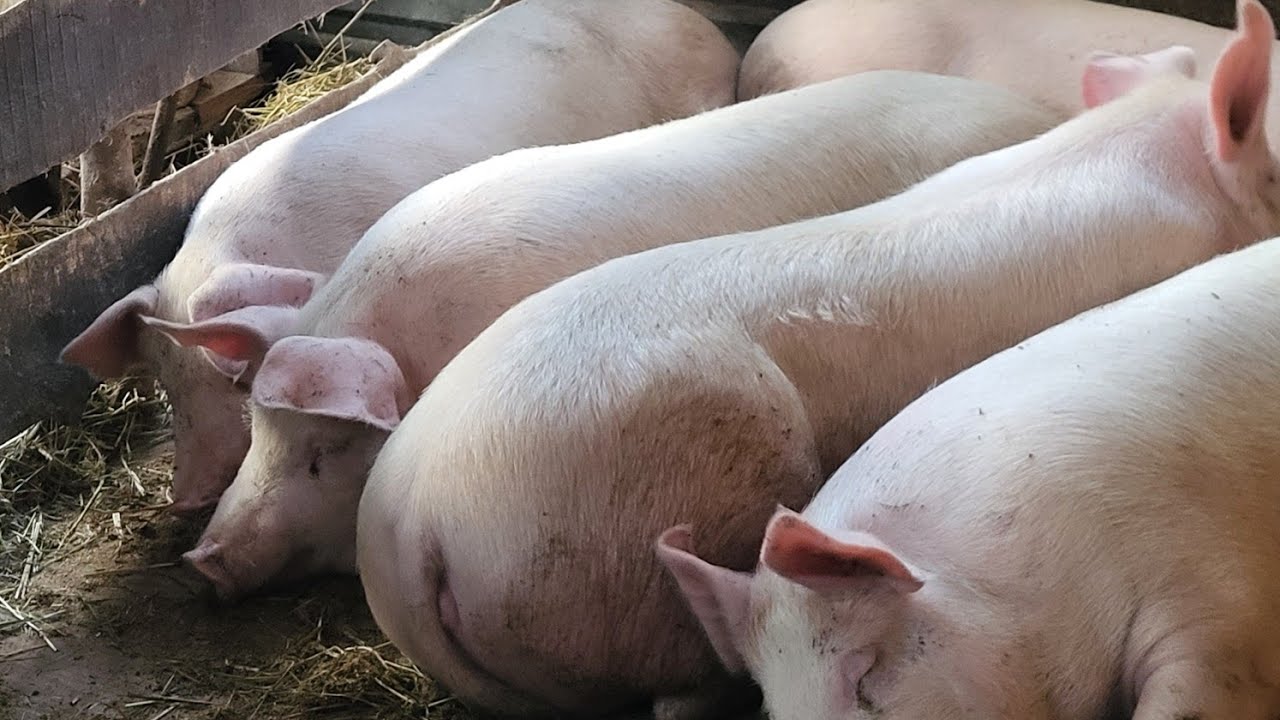 ‼️Розмір загону для свиней 🐖 Скільки треба корму на 1 порося 🐷 Білок, вітаміни та зерно. 12 тисяч 🙉💶