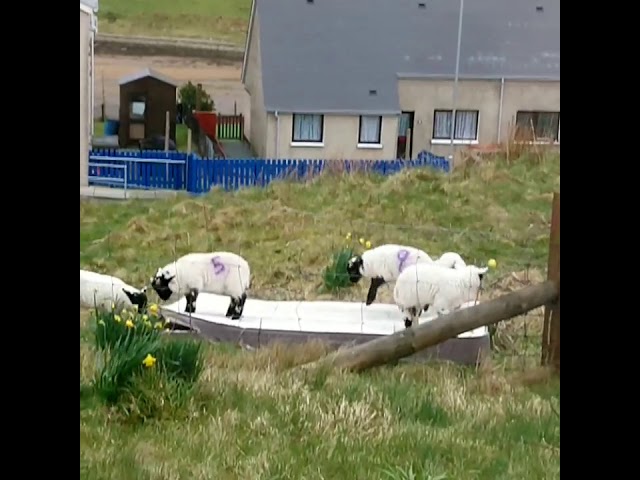 Lambs Enjoy Jumping on Discarded Mattress