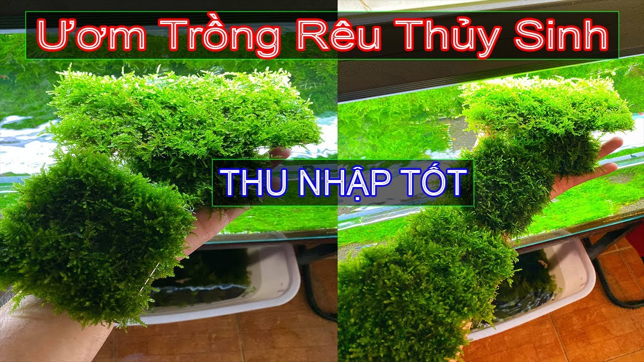Ươm trồng Rêu Thủy Sinh mang lại Thu Nhập Tốt - Góc Thủy Sinh - YouTube