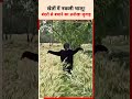 खेतों में नकली भालू! बंदरों से फसल बचाने के लिए किसानों का अनोखा जुगाड़